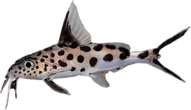 Synodontis multipunctata, Synodontis multipunctata