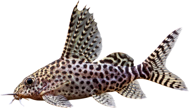 Synodontis euptera, Synodontis euptera