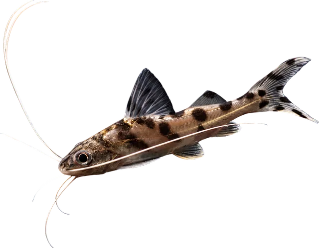 Pictus, Pimelodus pictus
