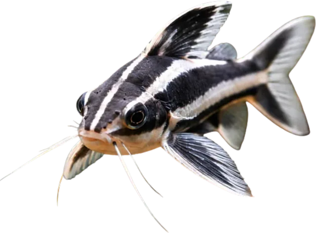 Striped Raphael, Platydoras armatulus