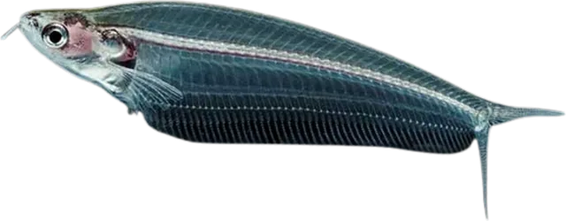 Glass Catfish, Kryptopterus vitreolus