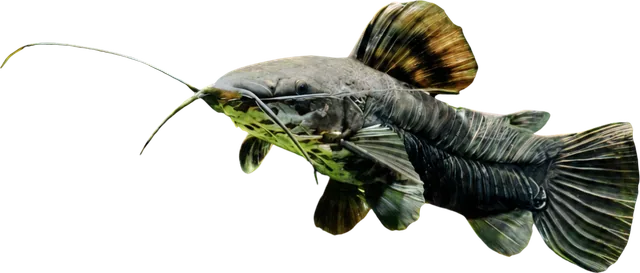 Hoplo Catfish, Megalechis thoracata