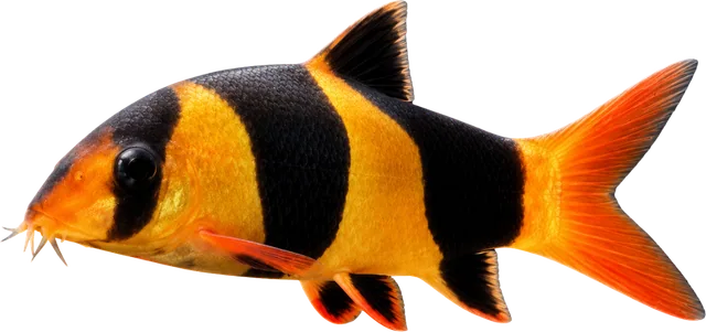Locha payaso, Chromobotia macracanthus
