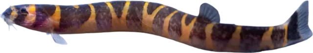 Kuhli, Pangio kuhlii