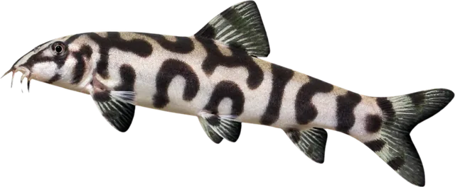 Yoyo Loach, Botia almorhae