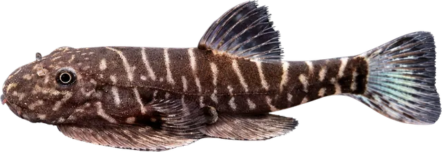 Zebra Loach, Botia striata