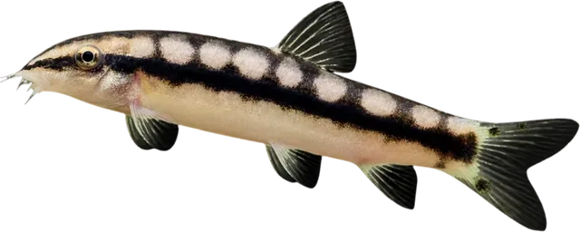 Dwarf Chain Loach, Ambastaia sidthimunki