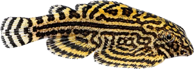 Hillstream Loach, Sewellia lineolata