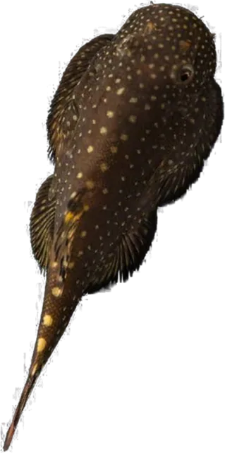 Borneo Sucker, Gastromyzon punctulatus