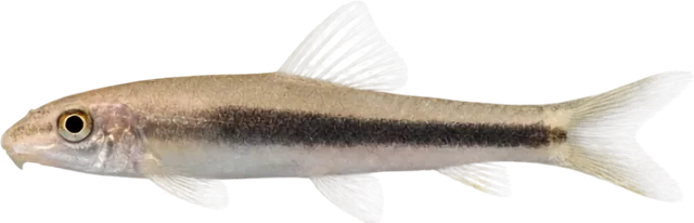 Comealgas siamés, Crossocheilus spp. (SAE complex)