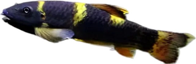 Panda Garra, Garra flavatra