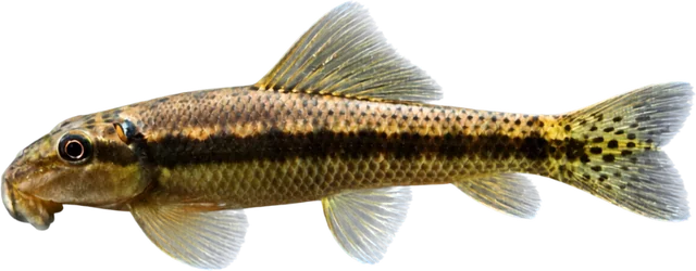 Comealgas chino, Gyrinocheilus aymonieri