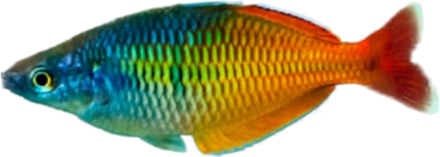 Boesemani, Melanotaenia boesemani