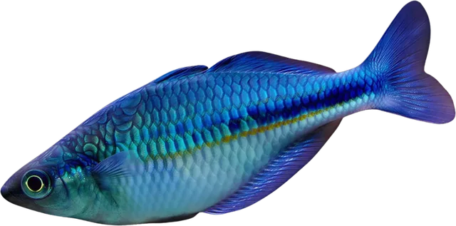 Turquesa, Melanotaenia lacustris
