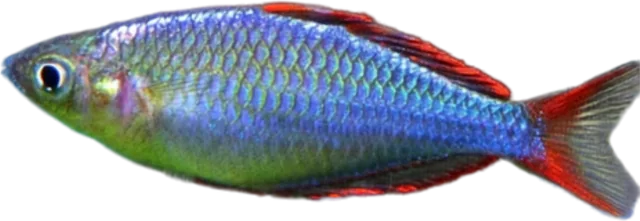 Neón enano, Melanotaenia praecox