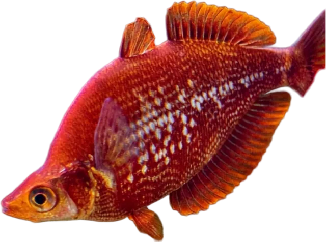 Red Irian, Glossolepis incisus