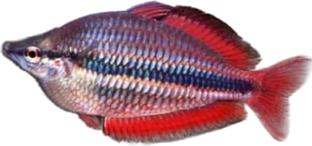 Trifasciata, Melanotaenia trifasciata