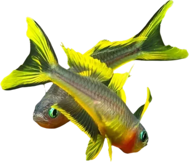 Furcatus, Pseudomugil furcatus