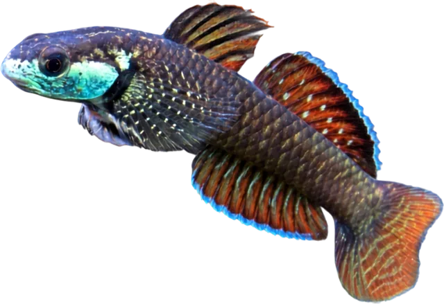 Rainbow Goby, Stiphodon ornatus