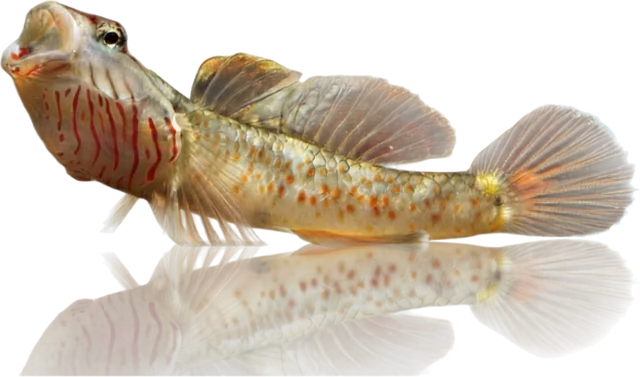 White Cheek Goby, Rhinogobius duospilus