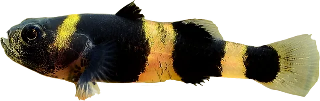 Bumblebee Goby, Brachygobius doriae