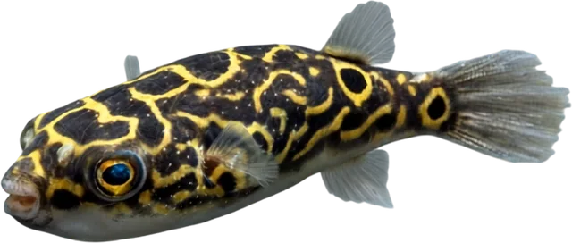 Pea Puffer, Carinotetraodon travancoricus