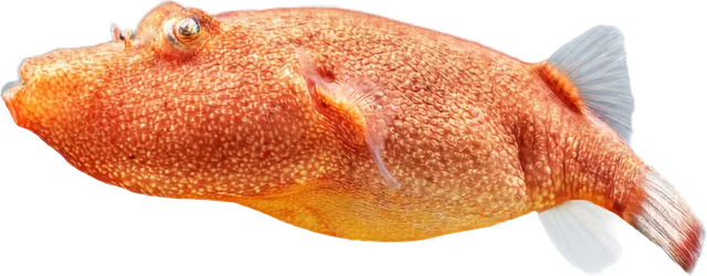 Congo Puffer, Pao miurus