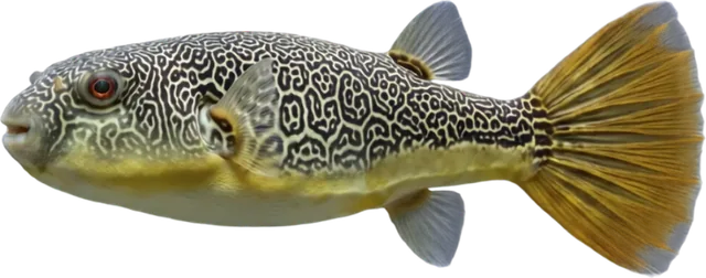 Mbu Puffer, Tetraodon mbu
