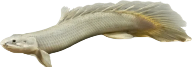 Senegal Bichir, Polypterus senegalus