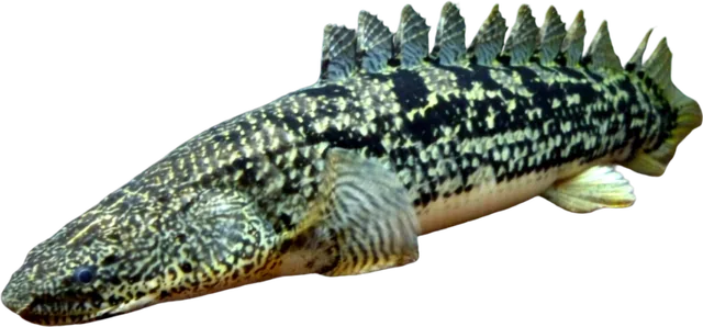 Ornate Bichir, Polypterus ornatipinnis