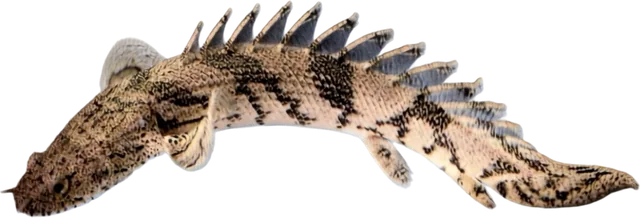 Endlicheri, Polypterus endlicherii