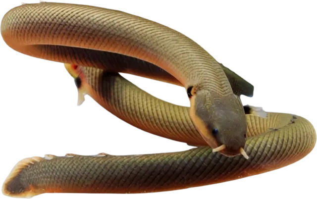 Ropefish, Erpetoichthys calabaricus