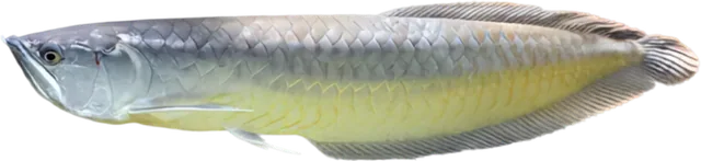 Arowana plateada, Osteoglossum bicirrhosum