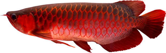 Arowana asiática, Scleropages formosus