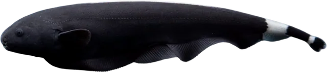 Black Ghost Knife, Apteronotus albifrons