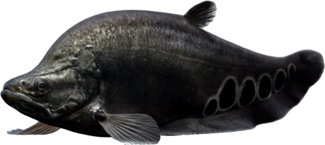 Clown Knifefish, Chitala ornata