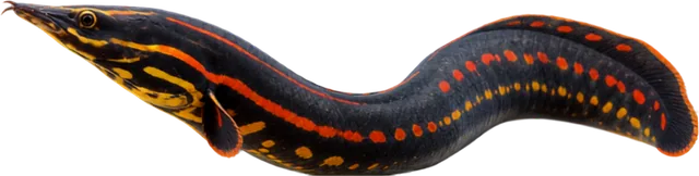 Fire Eel, Mastacembelus erythrotaenia