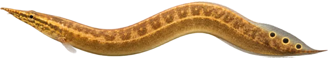 Peacock Eel, Macrognathus siamensis