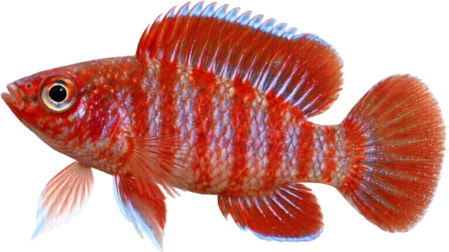 Scarlet Badis, Dario dario