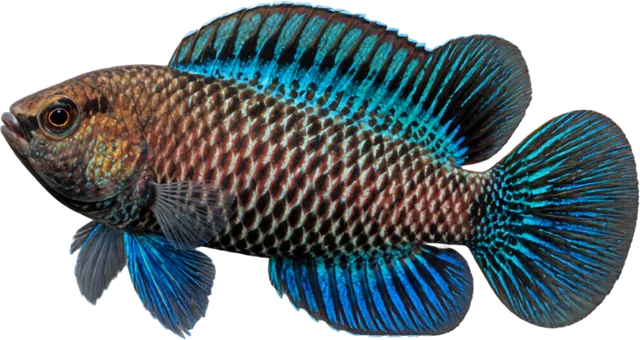 Badis badis, Badis badis