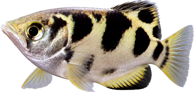 Archerfish, Toxotes jaculatrix