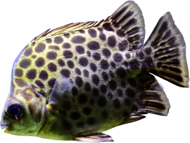 Green Scat, Scatophagus argus