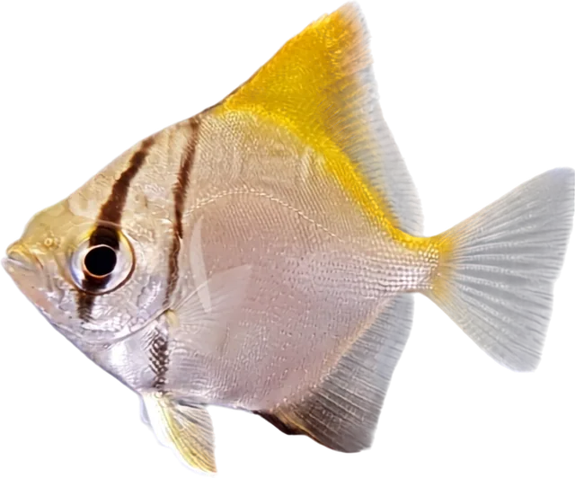 Mono Argentus, Monodactylus argenteus