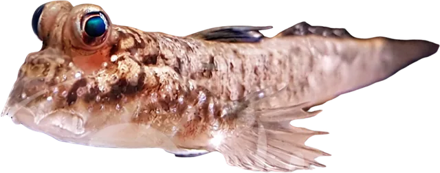 Mudskipper, Periophthalmus barbarus