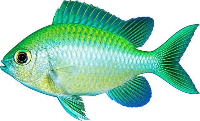 Chromis verde, Chromis viridis