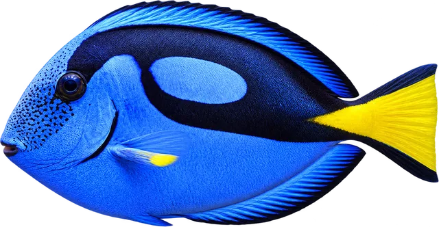 Cirujano azul / Regal, Paracanthurus hepatus