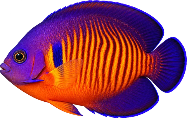 Ángel Coral Beauty, Centropyge bispinosa