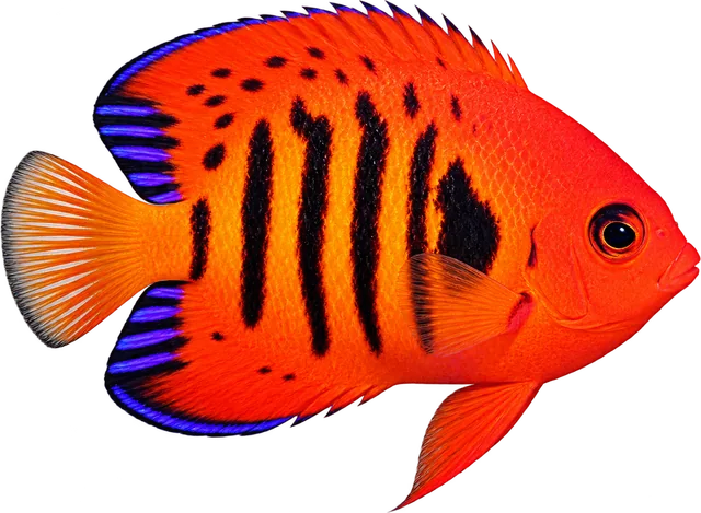Ángel Flame, Centropyge loricula