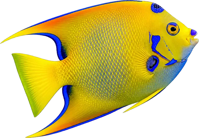 Ángel Queen, Holacanthus ciliaris