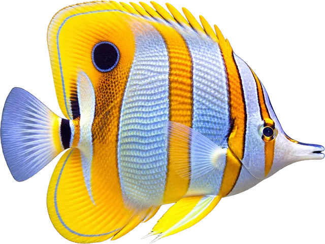 Mariposa Copperband, Chelmon rostratus